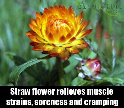 Straw flower